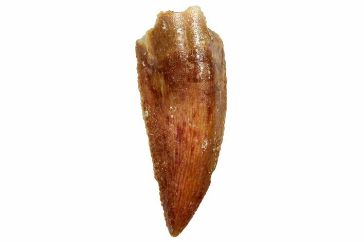 Serrated, Raptor Tooth - Real Dinosaur Tooth #247052